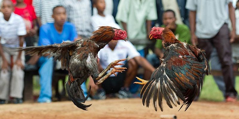 Sách gà đá cựa sắt là gì?