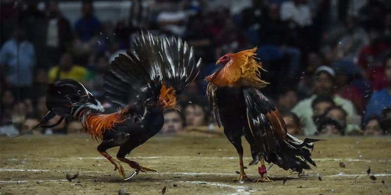 Tìm hiểu khái quát về đá gà cựa sắt là gì?